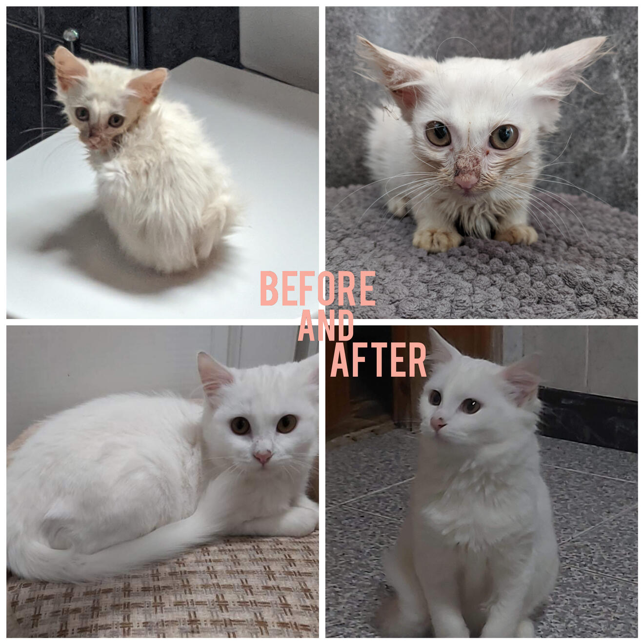 before-after-cat